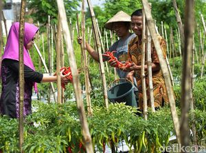 Pemkot Bandung-ITB Kembangkan Urban Farming Edible Garden