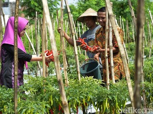 Manfaatkan Lahan Kosong, Urban Farming Terus Dikembangkan di Surabaya