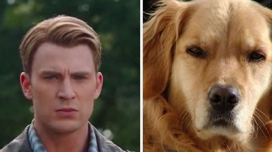 Kocak! Saat Anjing Peliharaan Tirukan Pose Chris Evans