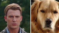 Ia pun menuliskan bahwa dirinya percaya jika Chris Evans memiliki jiwa seperti Golden Retriver. Dok. Twitter