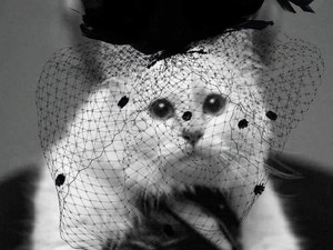 Sayang Banget, Kucing Tajir Batal Hadir di Met Gala 2023