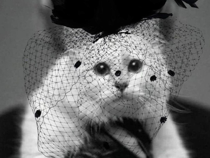 Choupette