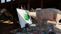 Tak ada yang menyangka Pigcasso yang diselamatkan dari rumah jagal itu memiliki minat besar terhadap seni lukis. Menggunakan mulutnya, Pigcasso memoles kuas di atas kanvas dengan beragam warna.