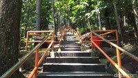 Gunung Tidar juga menawarkan hutan pinus yang dapat dijumpai di sekelilingnya. Ratusan pohon pinus tertanam di belantara gunung tersebut dan membuat daerah di sekitarnya begitu sejuk. (Eko Susanto/detikcom)  