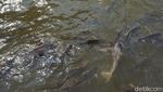 Foto: Sungai Para Dewa di Thailand