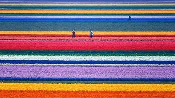 Taman bunga tulip di Belanda. Dok. Boredpanda