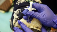 Microchip dimasukkan ke dalam bawah kulit hewan, tepatnya pada bagian leher.