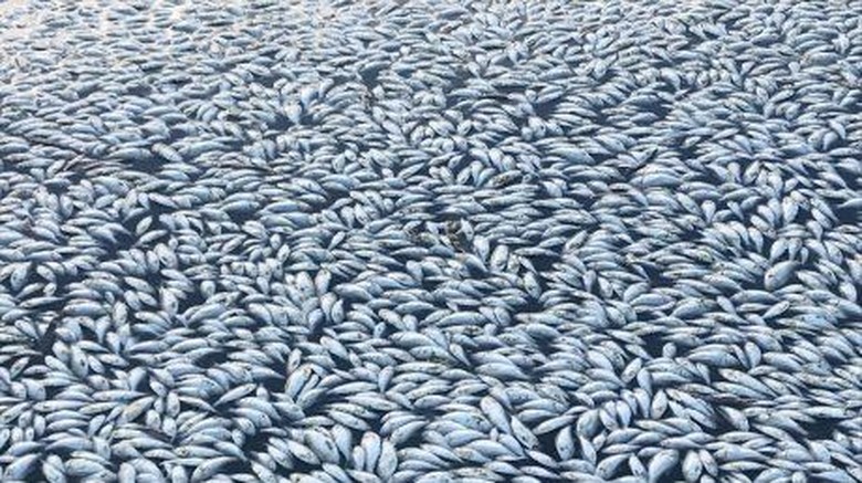 Kondisi Iklim Abnormal Pemicu Kematian Jutaan Ikan Di New South Wales Kondisi Iklim Abnormal Pemicu Kematian Jutaan Ikan Di New South Wales