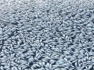 Kondisi Iklim Abnormal Pemicu Kematian Jutaan Ikan Di New South Wales
