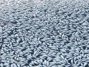 Kondisi Iklim Abnormal Pemicu Kematian Jutaan Ikan Di New South Wales