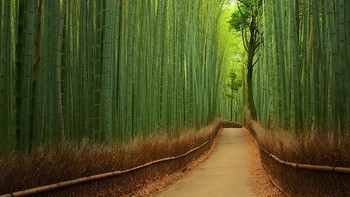 Hutan Bambu di Jepang. Dok. Boredpanda