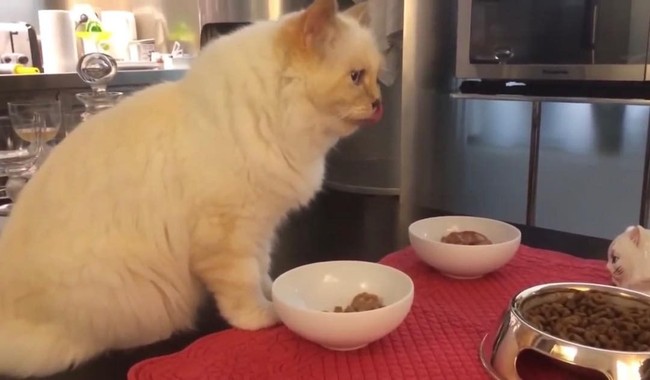 Empat makanan berbeda selalu disiapkan untuknya setiap hari, disajikan dalam mangkok mewah, ujar Karl Lagerfeld saat wawancara bersama majalah Numero beberapa waktu lalu. Foto: Instagram//@choupettesdiary