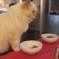 Empat makanan berbeda selalu disiapkan untuknya setiap hari, disajikan dalam mangkok mewah, ujar Karl Lagerfeld saat wawancara bersama majalah Numero beberapa waktu lalu. Foto: Instagram//@choupettesdiary