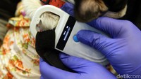 Dengan adanya pendataan melalui microchip ini maka pengembangbiakan hewan dan penyakitnya dapat terkontrol.