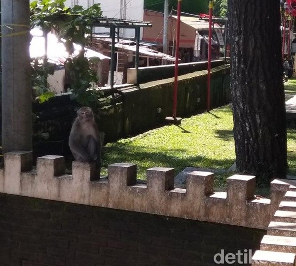 Masih juga terdengar ocehan burung-burung, bahkan terkadang bisa bertemu dengan monyet ekor panjang. (Eko Susanto/detikTravel) Masih juga terdengar ocehan burung-burung, bahkan terkadang bisa bertemu dengan monyet ekor panjang. (Eko Susanto/detikTravel)