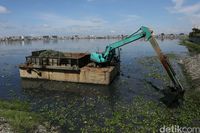 Petugas UPK Badan Air Bersihkan Eceng Gondok di Waduk Pluit