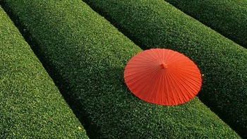 Kebun teh di China. Dok. Boredpanda