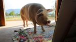 Ini Pigcasso, Babi dari Afrika Selatan yang Mahir Melukis