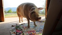 Tak tanggung-tanggung sejumlah karya Pigcasso bahkan banyak yang telah terjual dengan harga cukup tinggi.