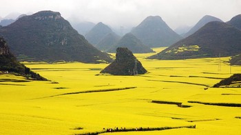 Taman bunga canola di China. Dok. Boredpanda