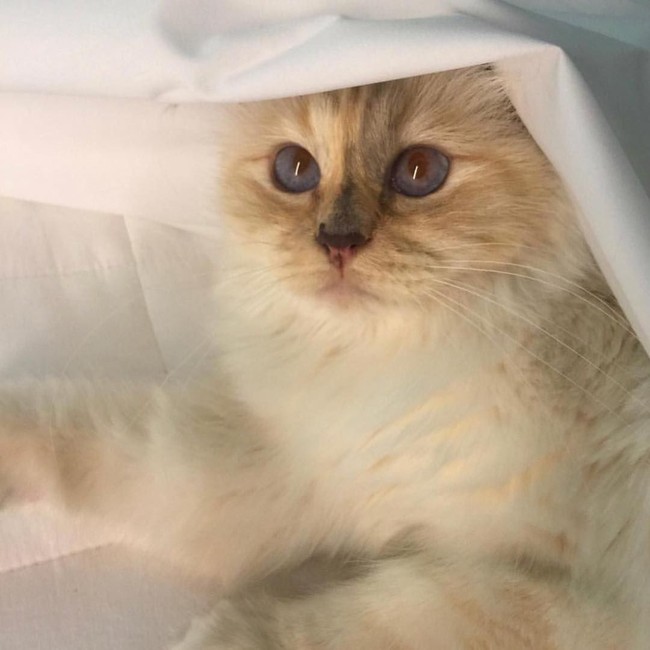 Dikutip dari Punch, ia dilaporkan berhasil mengumpulkan pundi-pundi uang sebesar Rp 42,2 miliar dengan menjadi model iklan perusahaan mobil Jerman dan kosmetik asal Jepang, Shu Uemura. Foto: Instagram//@choupettesdiary