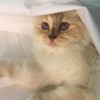 Dikutip dari Punch, ia dilaporkan berhasil mengumpulkan pundi-pundi uang sebesar Rp 42,2 miliar dengan menjadi model iklan perusahaan mobil Jerman dan kosmetik asal Jepang, Shu Uemura. Foto: Instagram//@choupettesdiary