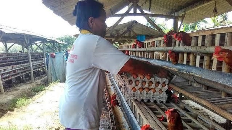 Harga Anjlok, Peternak Ayam Solo Akan Bagikan Ayam Gratis Besok Harga Anjlok, Peternak Ayam Solo Akan Bagikan Ayam Gratis Besok