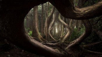 Juara pertama diraih Adam Gibbs menampilkan Botanical Bay. Foto: internationallandscapephotographer.com