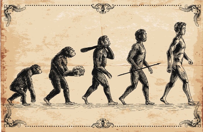 Vector picture of Human Evolution