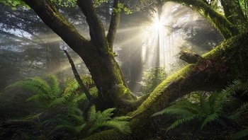 Oregon, AS karya Nico Rinaldi. Foto: internationallandscapephotographer.com