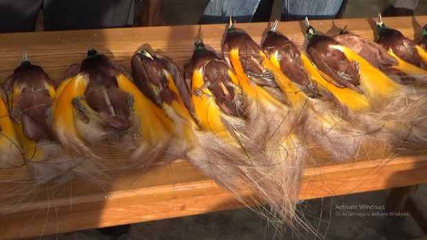 Penyelundupan Satwa Langka di Jambi Digagalkan 2 Pelaku Penyelundupan Satwa Langka di Jambi Digagalkan 2 Pelaku