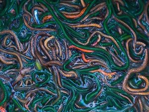Ini Dia Nyale, Cacing Laut yang Gurih Enak Santapan Khas Suku Sasak 