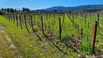 Mode ultra wide dari Galaxy S10 benar-benar memberikan range foto yang luas. Foto: Imron Rosyadi/detikinet