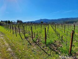 Kantor Google hingga Golden Gate dari Kamera Galaxy S10