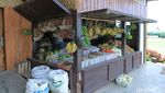 Foto: Belanja Sayur di Kamojang Buat Oleh-oleh Emak di Rumah