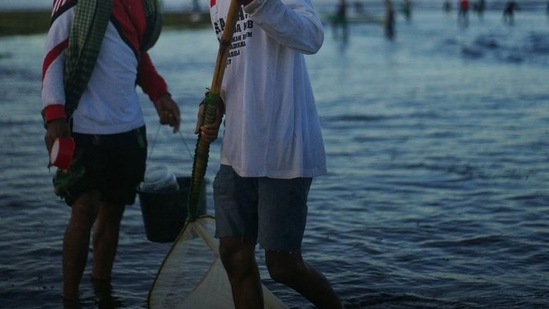 nyale, cacing laut khas lombok nyale, cacaing laut khas lombok