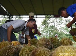 Serunya Pesta Seribu Durian Polobogo di Lereng Merbabu