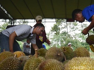 Serunya Pesta Seribu Durian Polobogo di Lereng Merbabu
