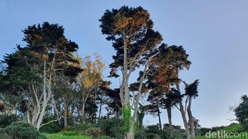 Fitur scene optimizer pada Galaxy S10 juga membuat hasil foto pohon ini jadi lebih bagus. Foto: Imron Rosyadi/detikinet