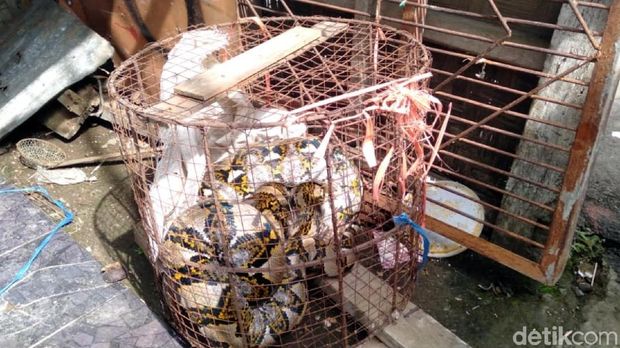 Warga Sukabumi Tangkap Ular Piton 5 Meter Saat Memangsa Ayam