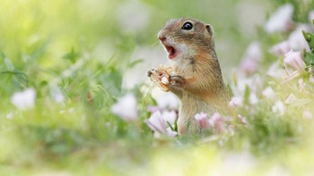 Kira-kira tupainya kaget kenapa ya? Istimewa/Dok. Boredpanda.
