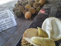 Ini Keistimewaan Durian Serendet Khas Kampung Benteng Ciamis yang Jadi Buruan