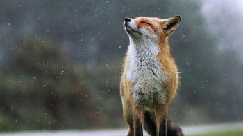 Seekor serigala menikmati salju yang turun mengenai tubuhnya. Istimewa/Dok. Boredpanda.