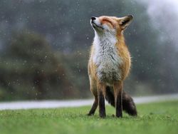 Deretan Foto Lucu Tingkah Hewan yang Bikin Gemas