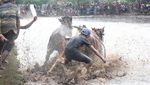 Foto: Bukan Madura, Ini Karapan Sapi di Probolinggo yang Juga Seru!