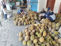 Ini Keistimewaan Durian Serendet Khas Kampung Benteng Ciamis yang Jadi Buruan