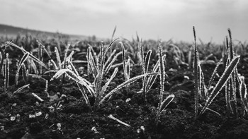 Foto BW yang diambil dengan komposisi  f/1.6, ISO 100, 1/-0s - Foto: GSM Arena