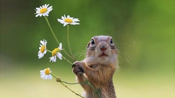 Seekor tupai mencoba memetik bunga. Istimewa/Dok. Boredpanda.