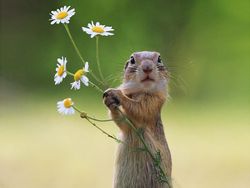 Deretan Foto Lucu Tingkah Hewan yang Bikin Gemas