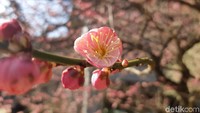 Taman bunga plum kebetulan sudah mekar di Bulan Februari. Mulai dari warna putih, pink sampai merah, merekah mempesona pengunjung taman ini. Cocok didatangi pengantin baru seperti Syahrini dan Reino (Bonauli/detikTravel)